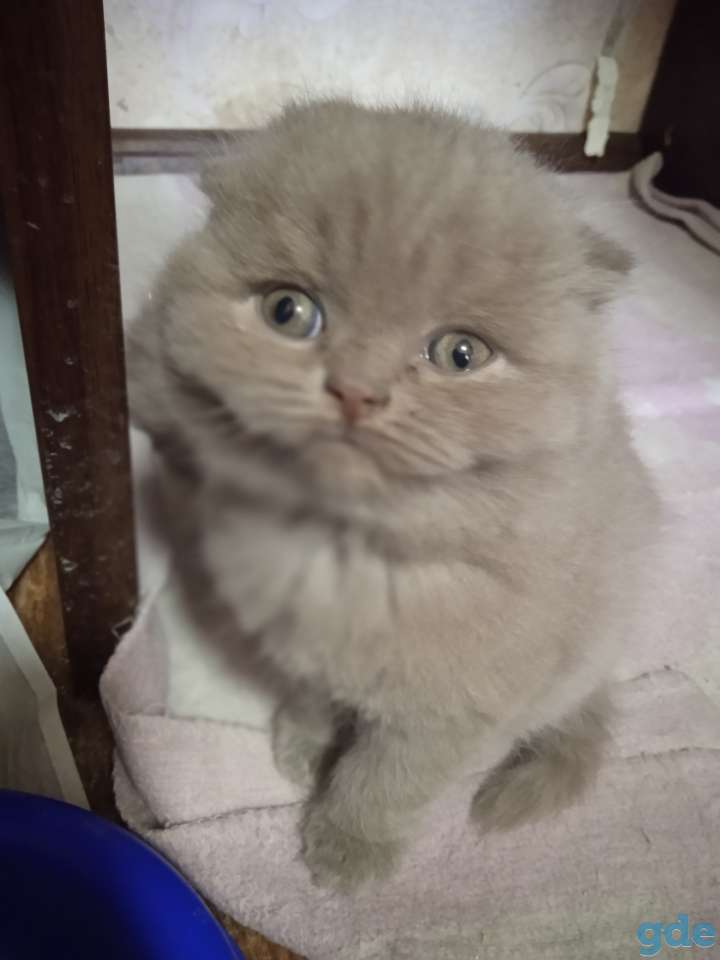Шотландский котенок, фотография 15