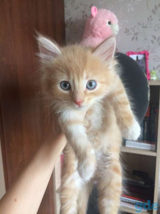 Котята в дар, фотография 5