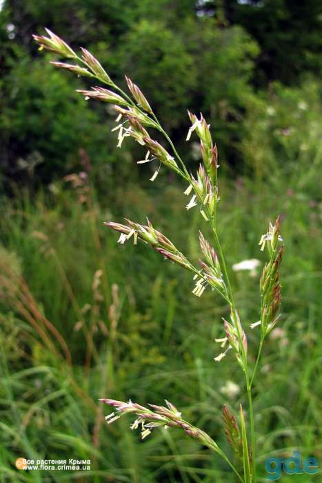 Овсяница луговая (Festuca pratensis), фотография 2