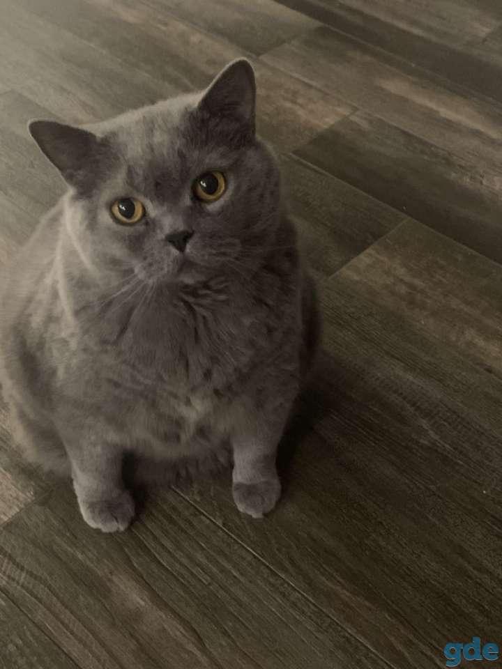 Кот, фотография 1
