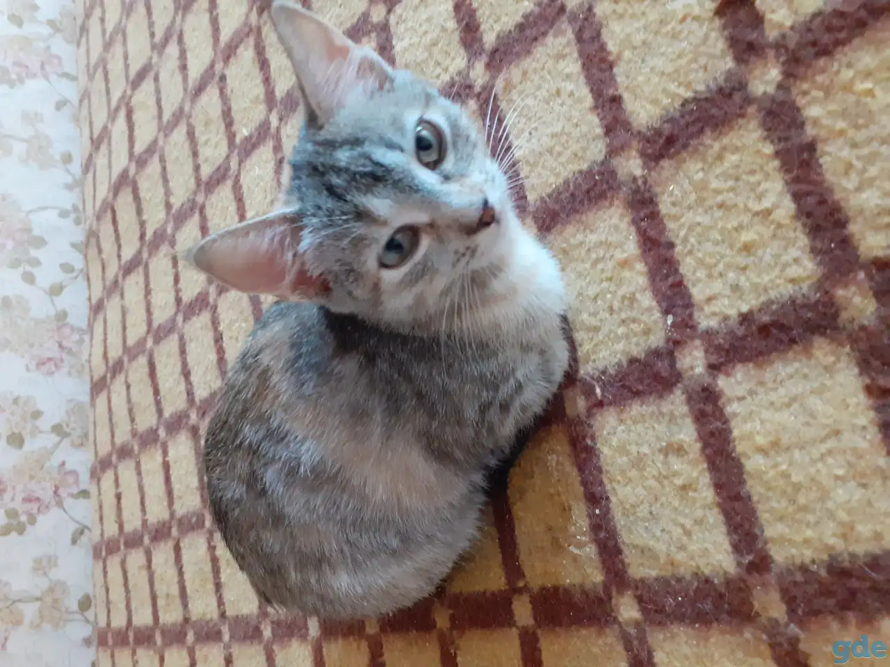 Котята, фотография 1