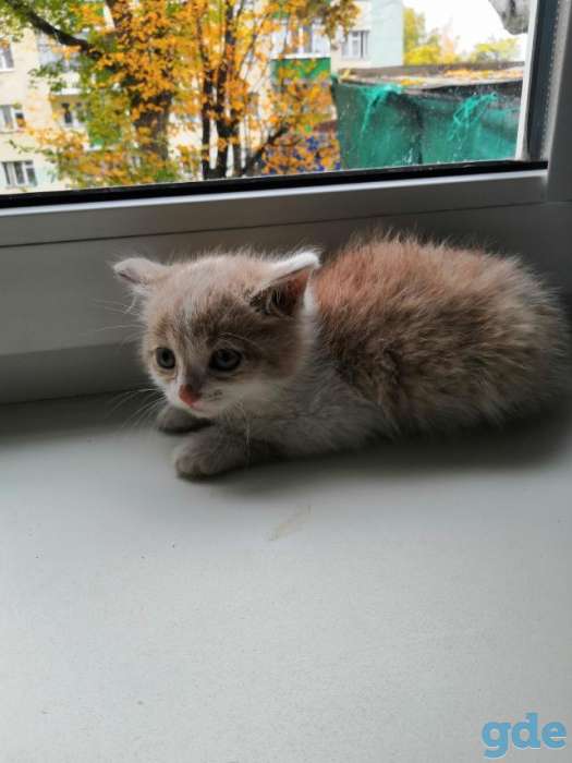 Котенок в дар, фотография 2