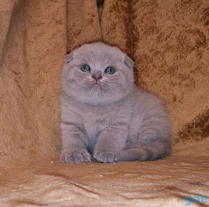 Шотландские Вислоухие и Прямоухие котята, фотография 7