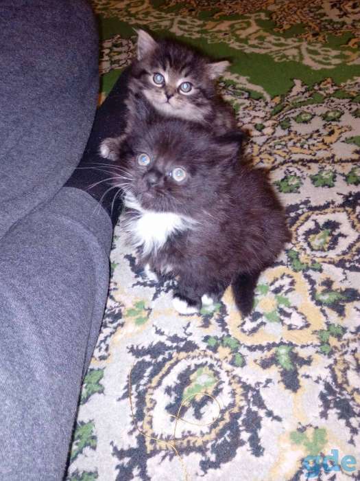Котята, фотография 1