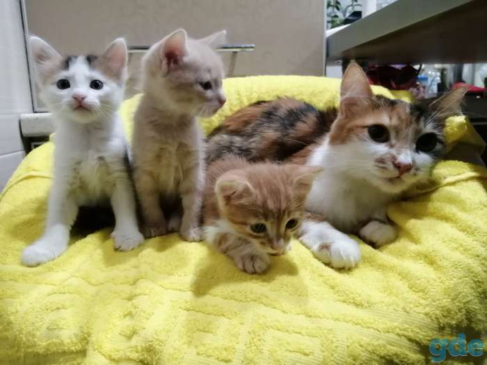 Отдам котят в хорошие руки!!, фотография 2