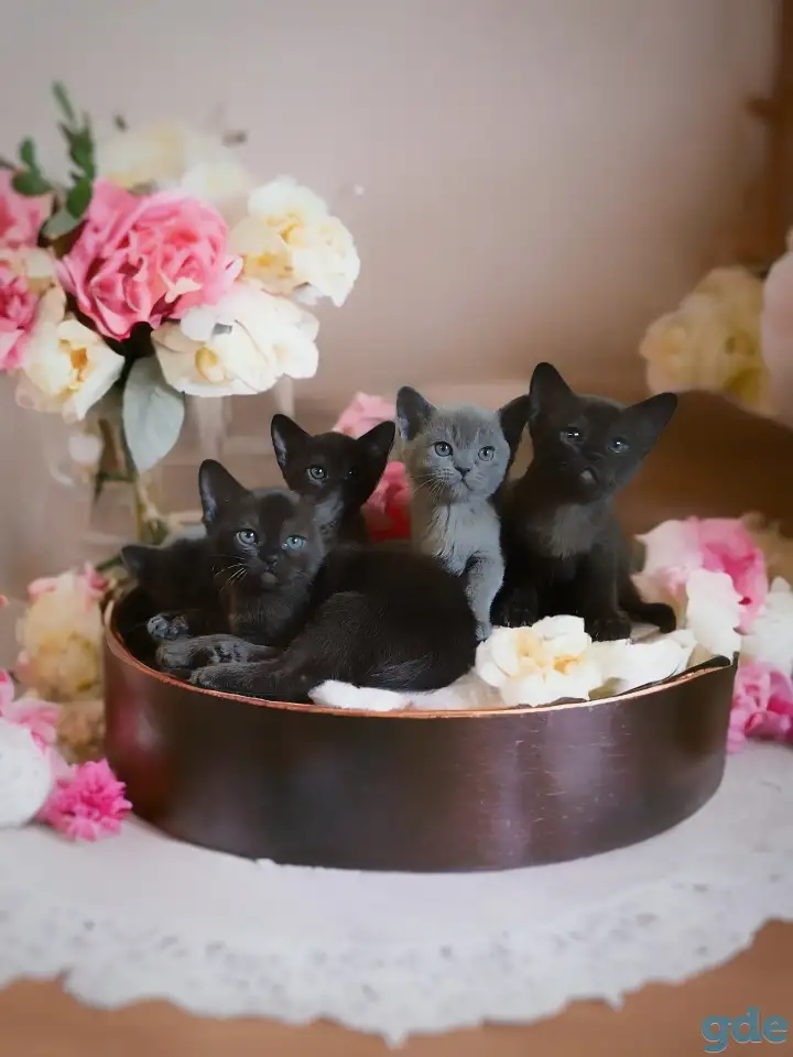 Котята европейской бурмы, фотография 2