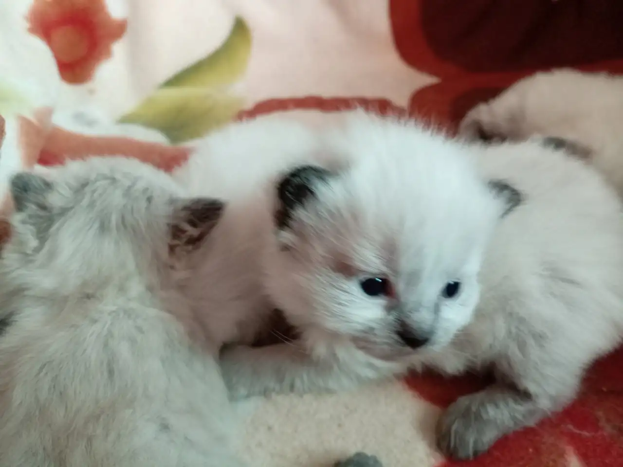 Котята Невская Маскарадная, фотография 4