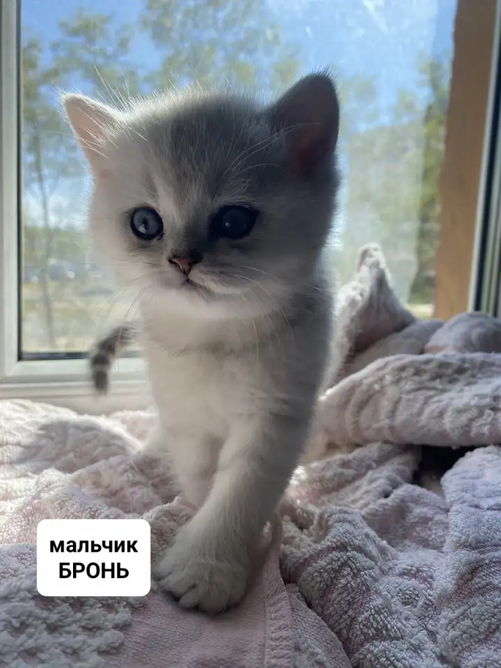 Шотландские милашки, фотография 5