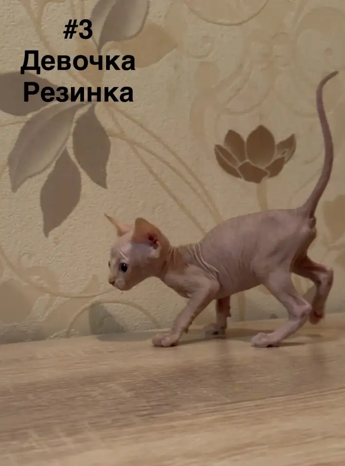 Котята канадского сфинкса браш, резинка, бархат, фотография 3