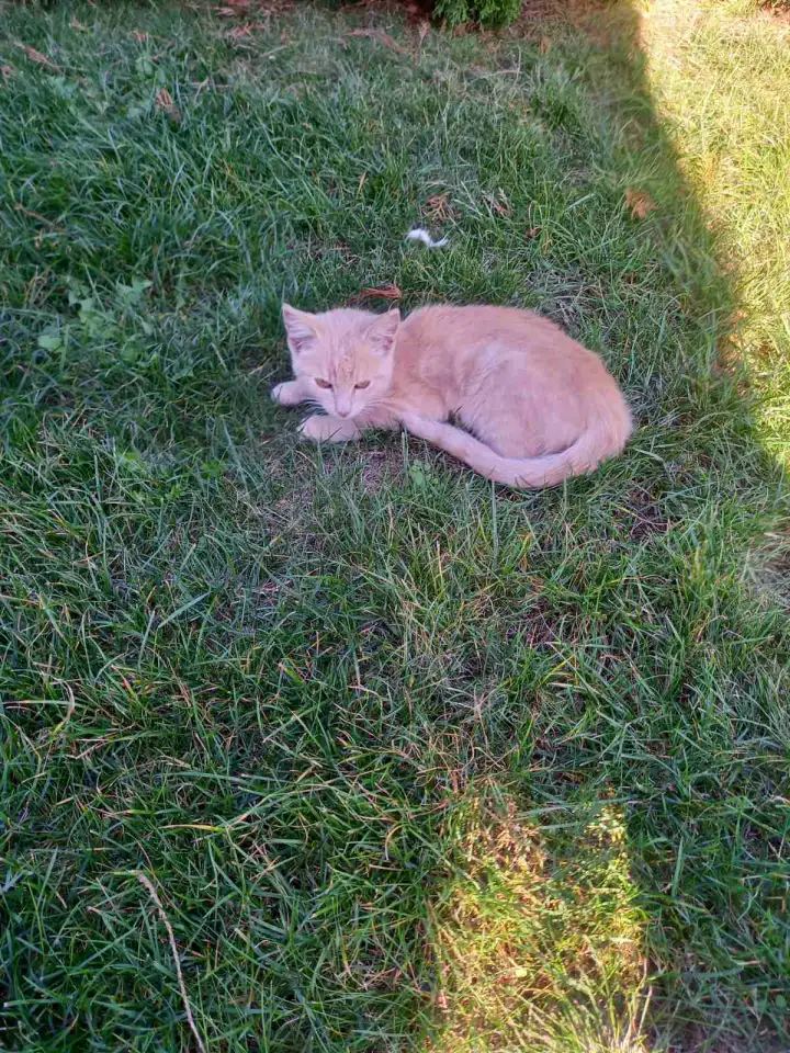 Котенок в добрые руки, фотография 4