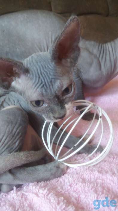 Котята сфинкса, фотография 8