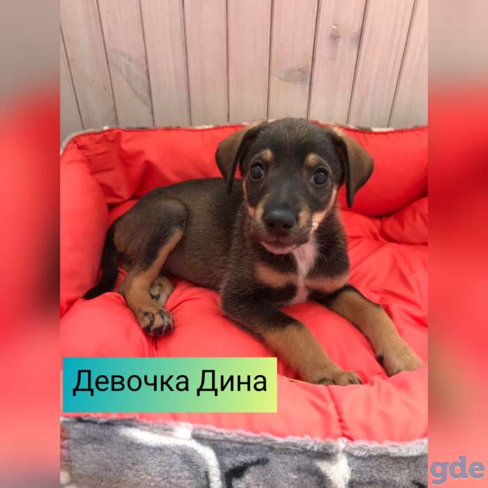 Замечательные щеночки в дар, фотография 6