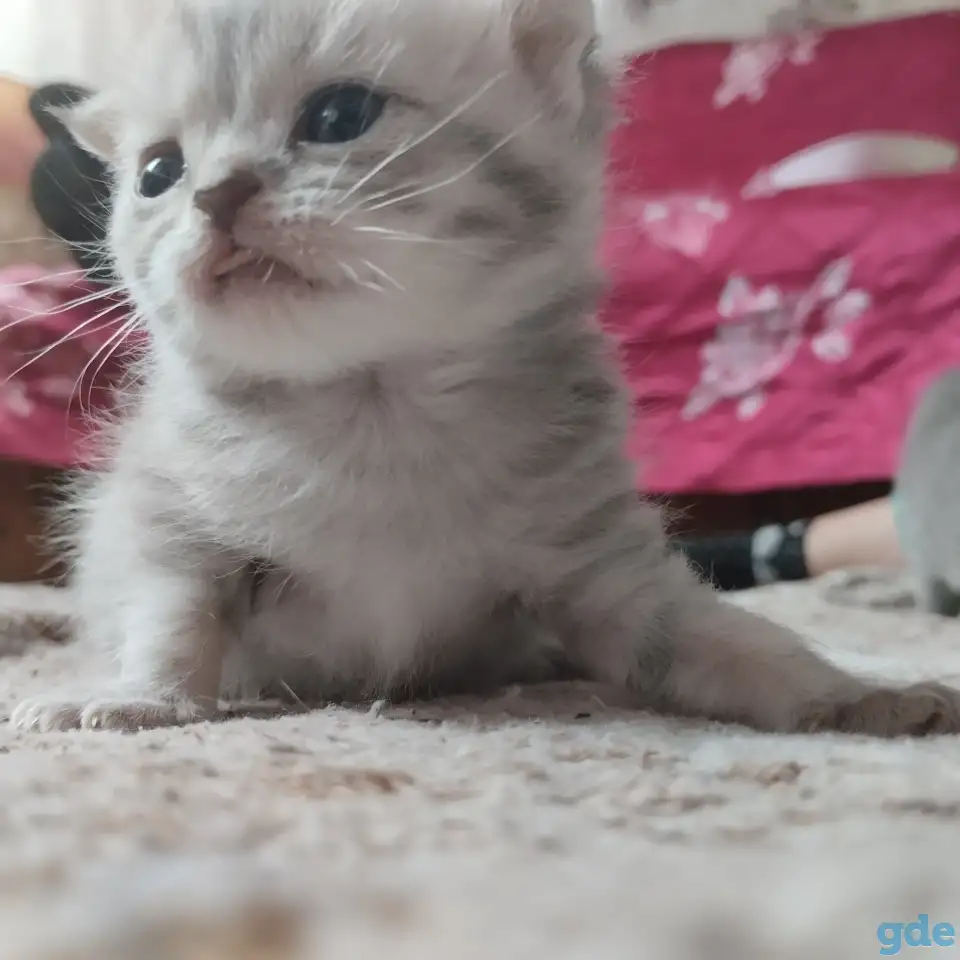 Шатландские котята, фотография 2