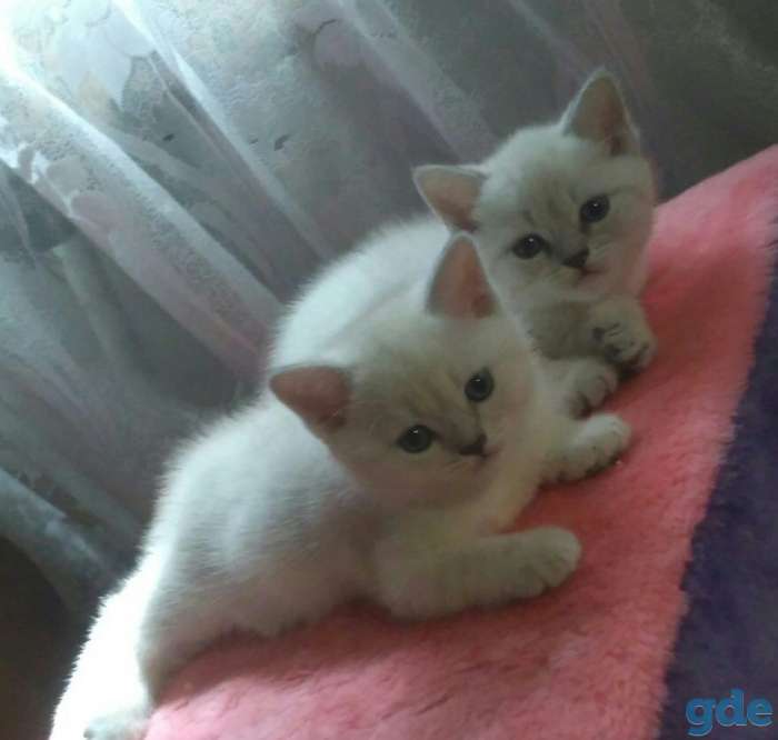 Британские котята редкого окраса, фотография 8