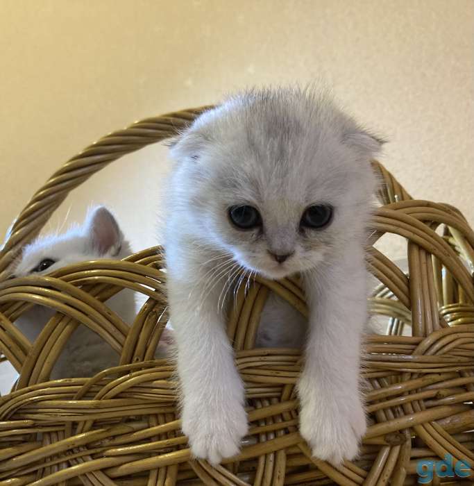 Шотландские вислоухие котята, фотография 9