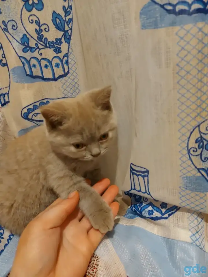 Кошечка шотландка, фотография 1