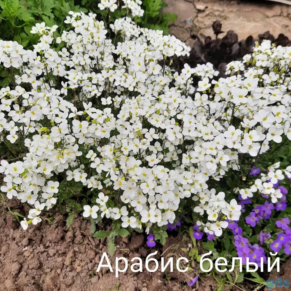 Цветы многолетники от 2р, фотография 2