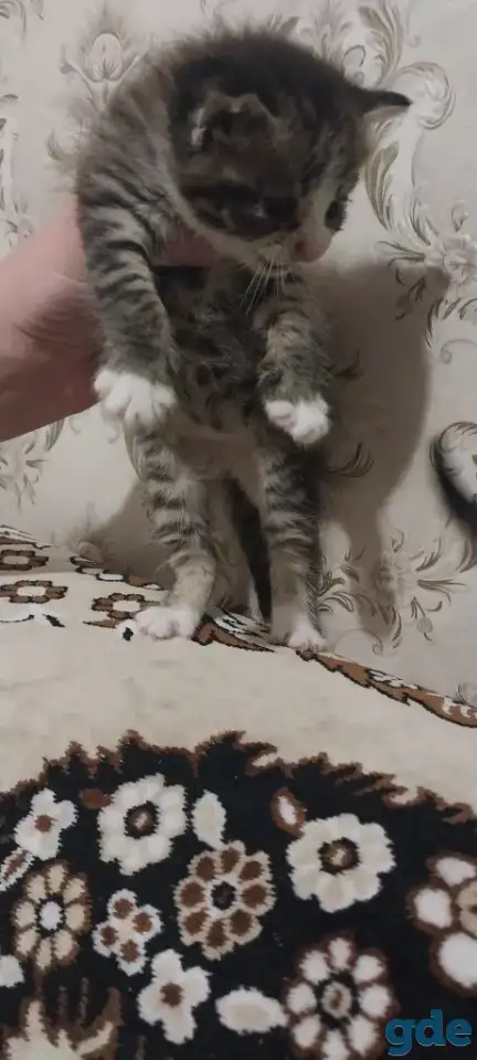 котята в хорошие руки, фотография 1
