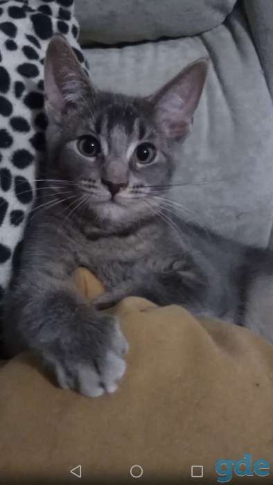 Крупные котята, фотография 2