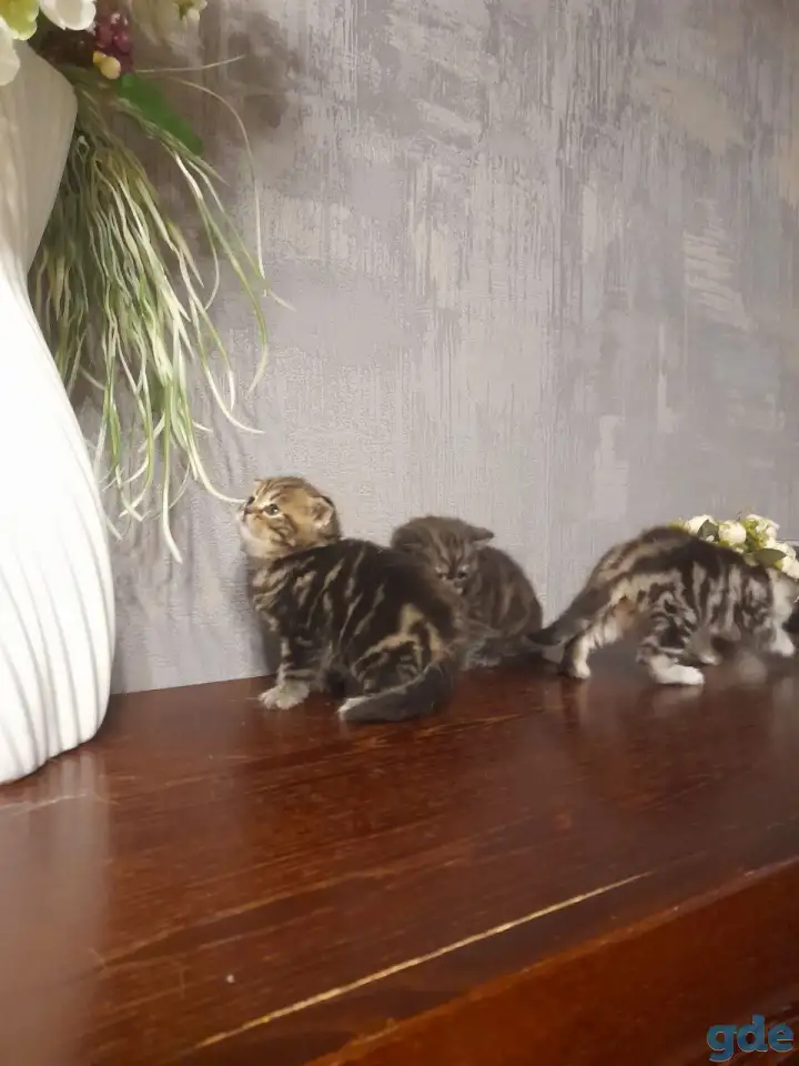 котята шотландские (страйт,фолд), фотография 5