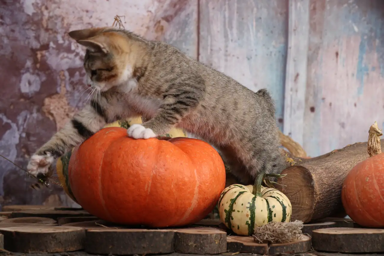 Котята курильского бобтейла, фотография 9
