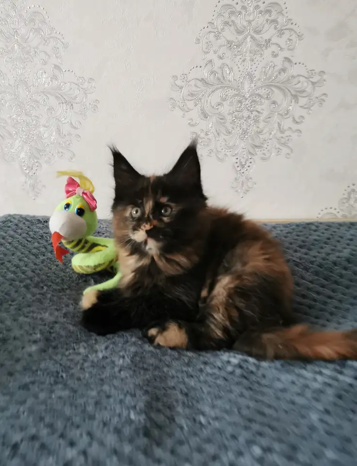 Котятa Мейн Куны из серцифицированного питомника, фотография 5