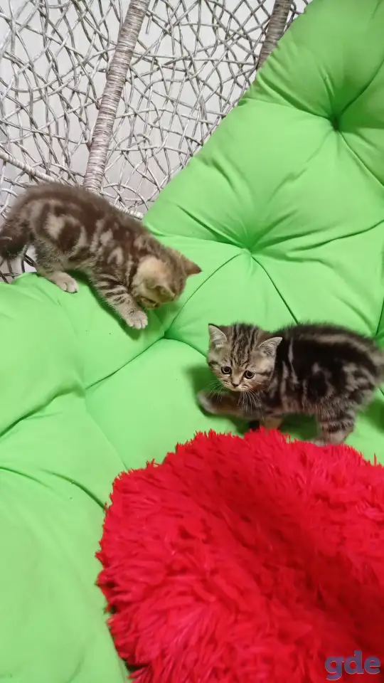 Котята британцы, фотография 7