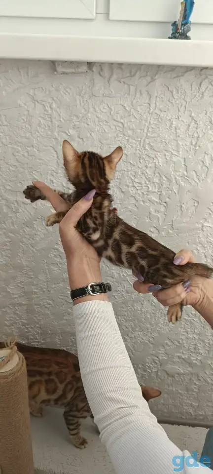 Бенгальские котята, фотография 6