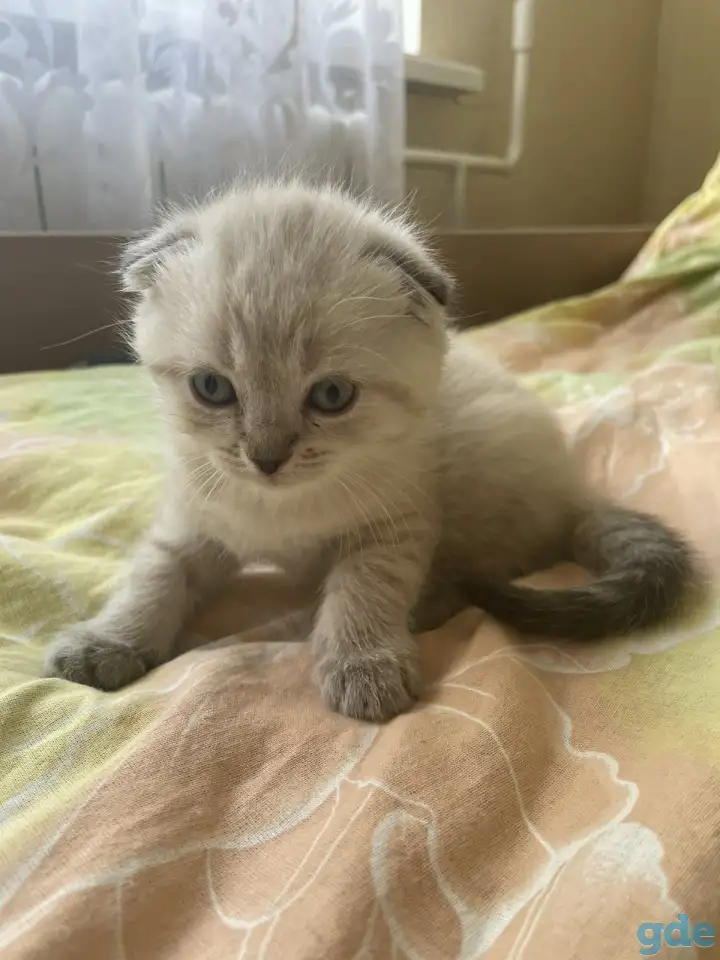 Шотландские вислоухие котята, фотография 2