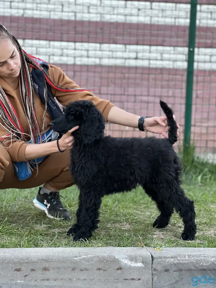 Королевский пудель (стандартный), фотография 6