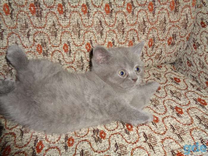 Котята  скоттиш-страйт, фотография 8