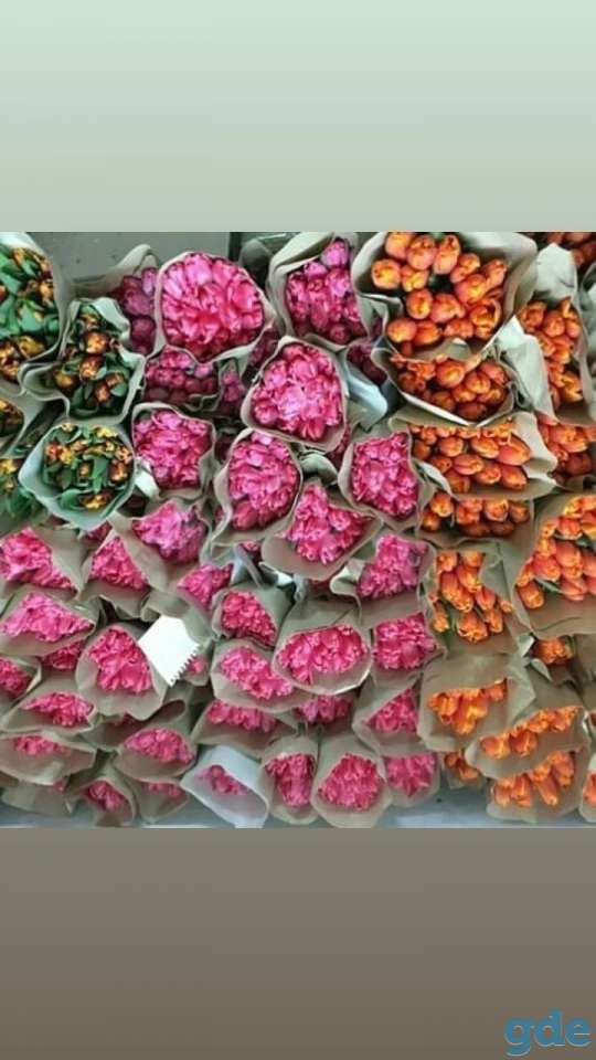 Тюльпаны в Минске, фотография 2