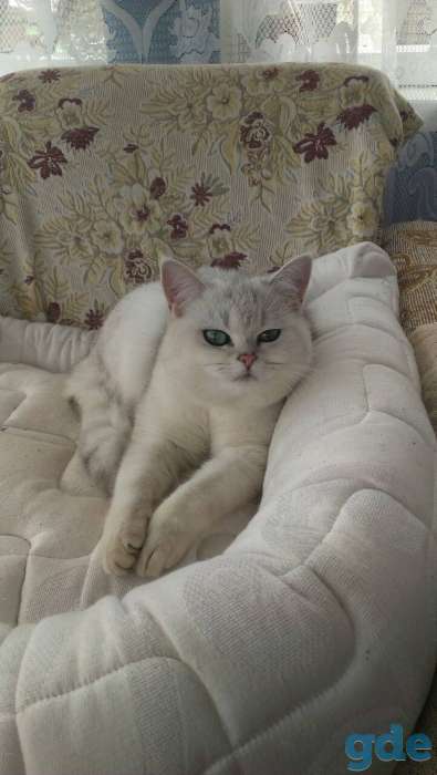 Кошка британской породы, 1 год, фотография 2