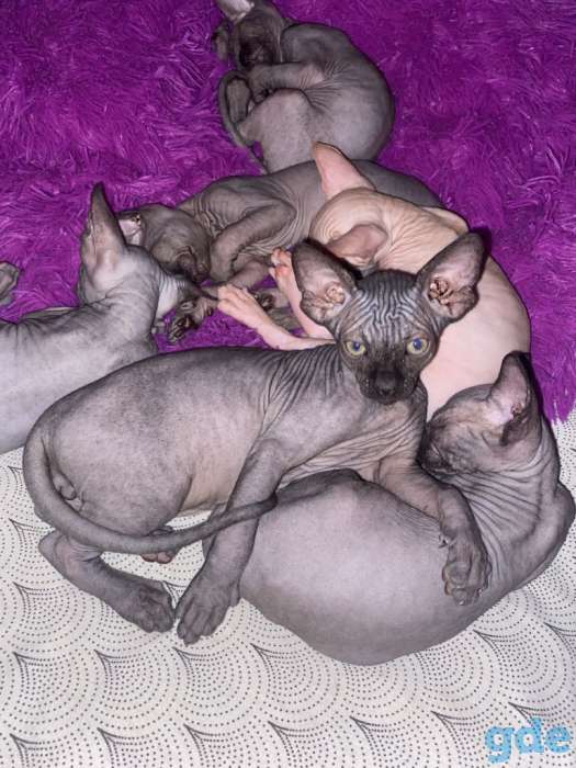 Продам котят, фотография 8