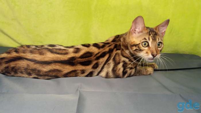Бенгальский котенок, фотография 5