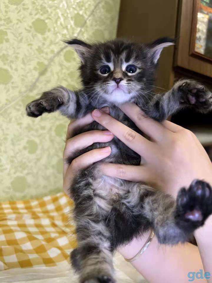 кошка мейн кун, фотография 2
