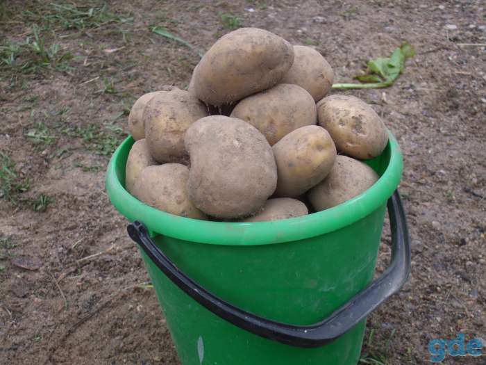 Продам картофель, фотография 1
