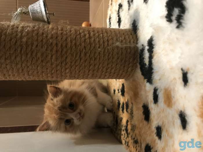 Котёнок рыжий, фотография 1