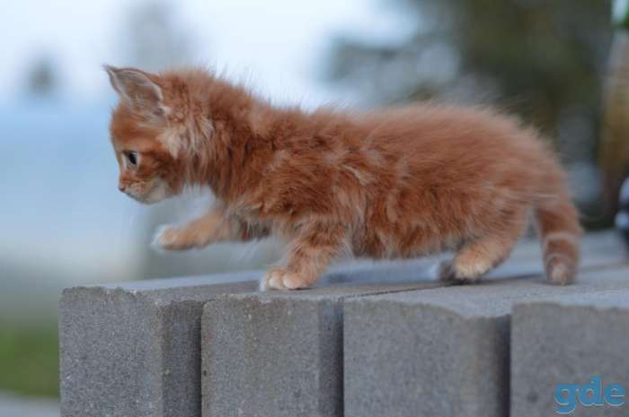 Мейн Кун котята, фотография 10