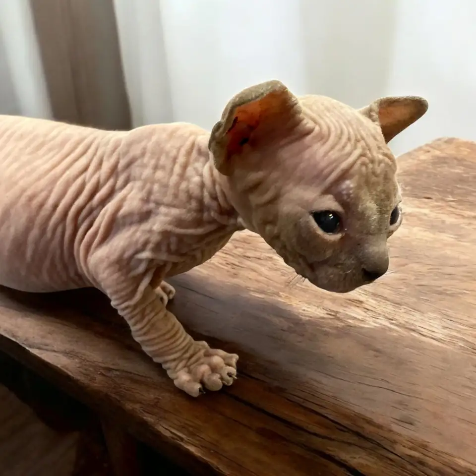 Котята канадского сфинкса, фотография 2