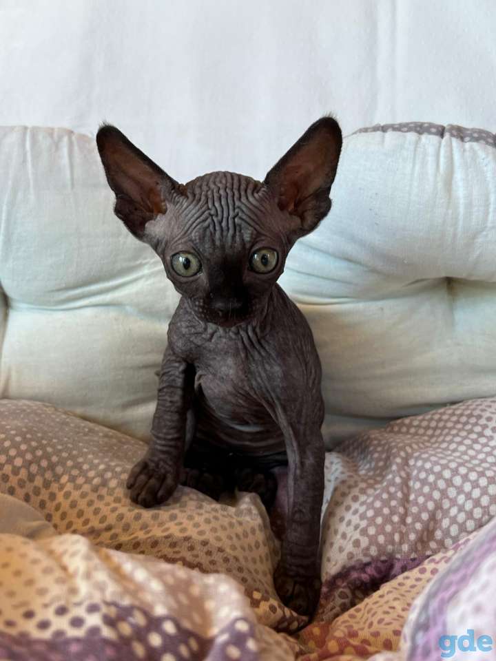 Продам котят сфинкс, фотография 2