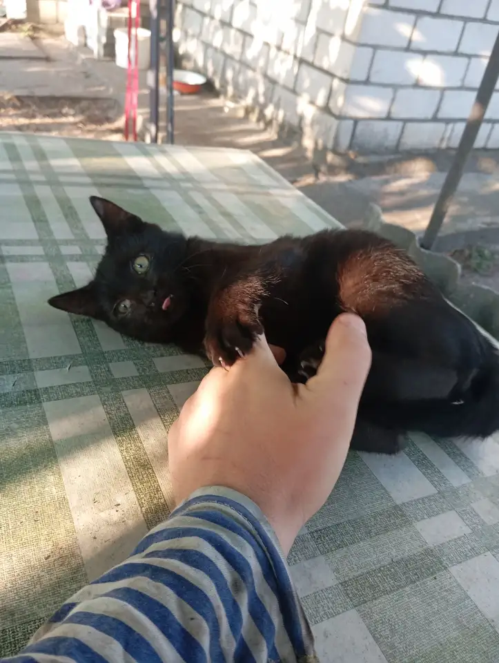 Котенок в дар, фотография 5