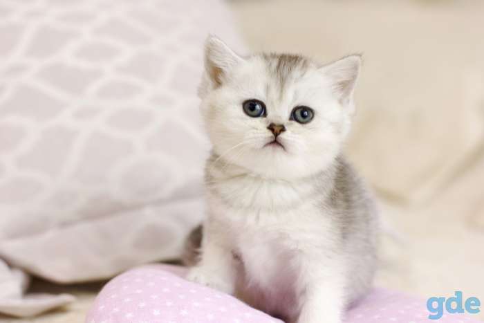 Продаются Шотландские котята, фотография 4