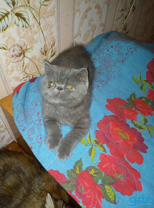 Продаю экзотических плюшевых котят, фотография 1