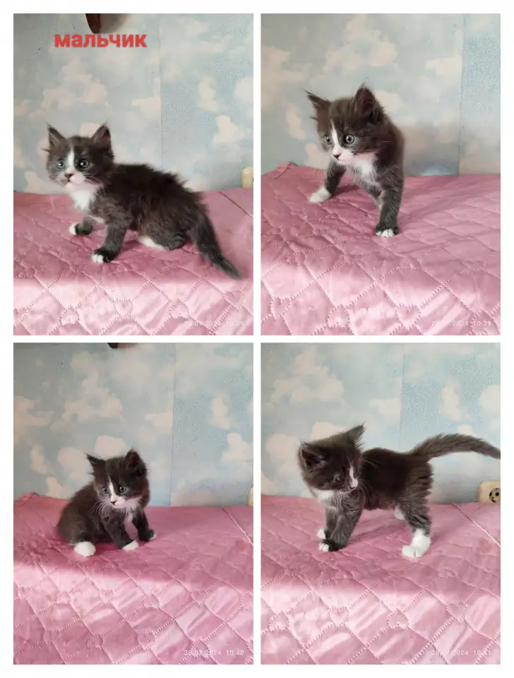 Котятки в дар, фотография 4