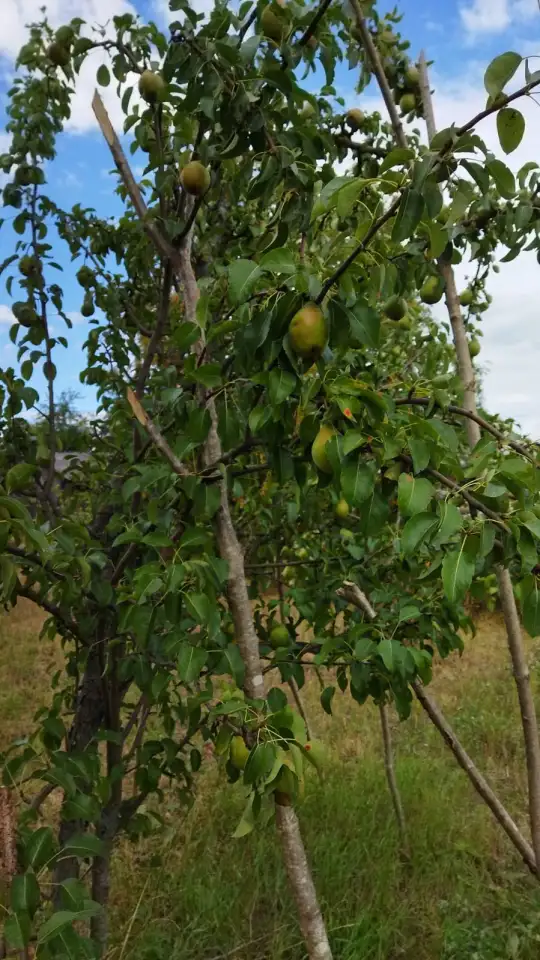 Продаю, область Сеннинский район Богушевская, фотография 15