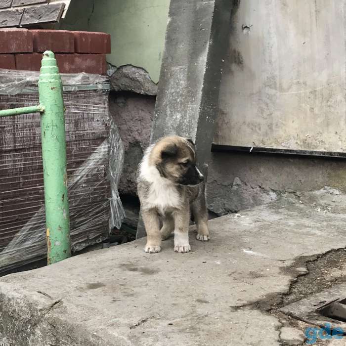 Щенки в дар, фотография 2