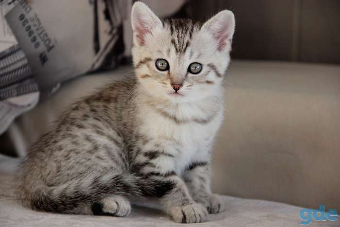 Британские короткошерстные котята, фотография 7