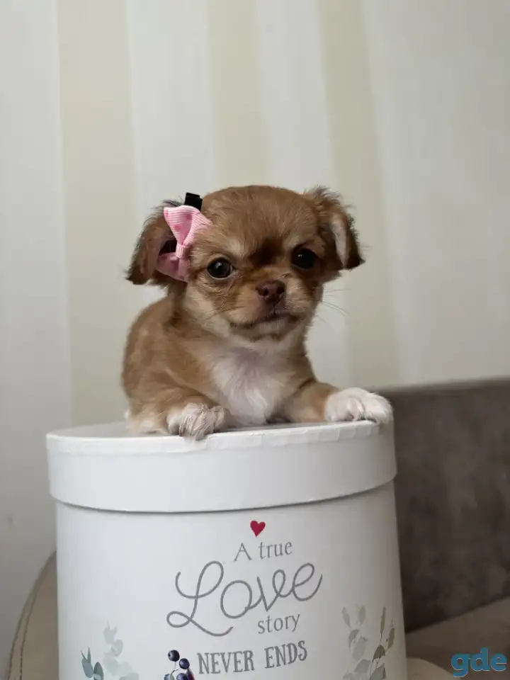 Щенки чихуахуа, фотография 3