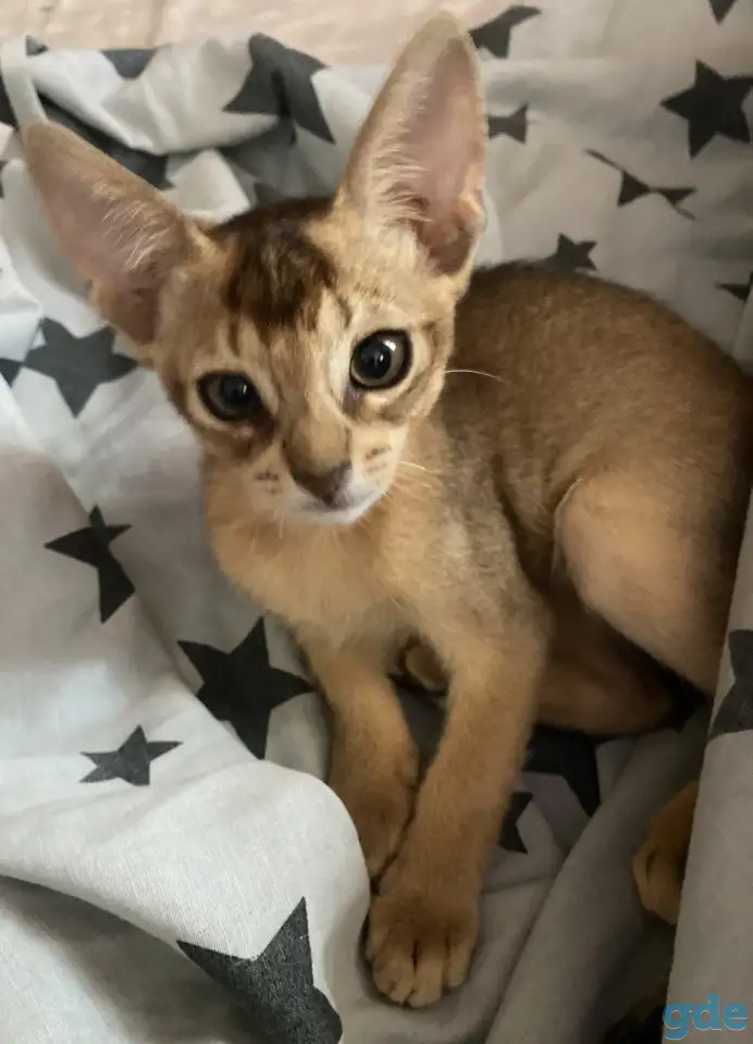 Котята, фотография 9